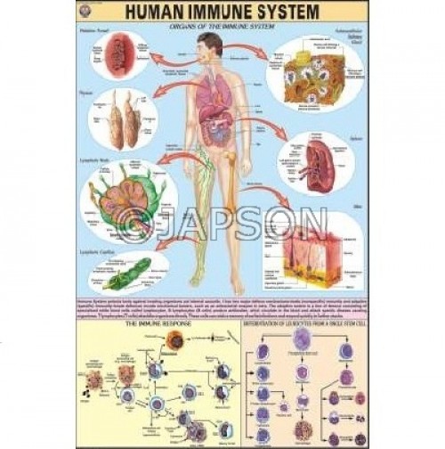 Human Physiology Charts, School Education