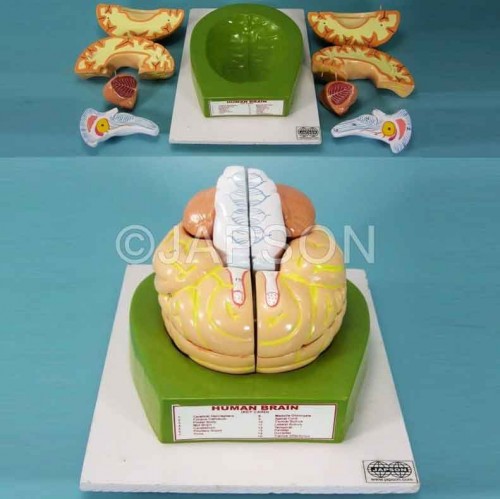 Human Brain Model, 8 Parts