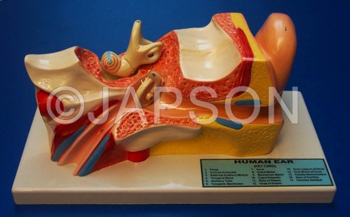 Human Ear Model, 3 Parts, Superior