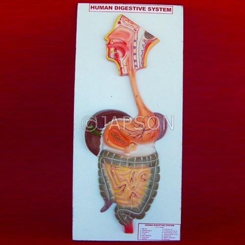 Human Model, Digestive System
