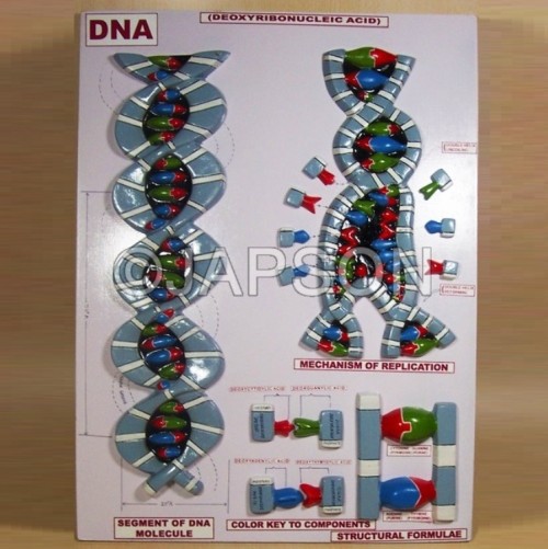 Human Model, DNA Structure