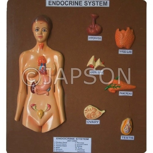 Human Model - Endocrine Gland, Big 