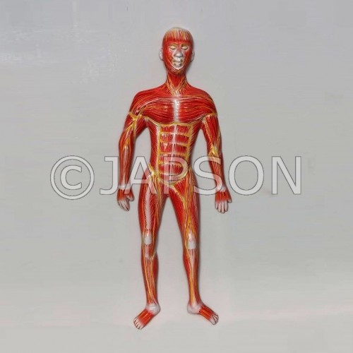 Human Model - Muscle on Board, Small