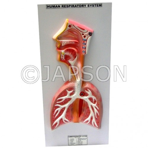 Human Model - Respiratory System, Superior