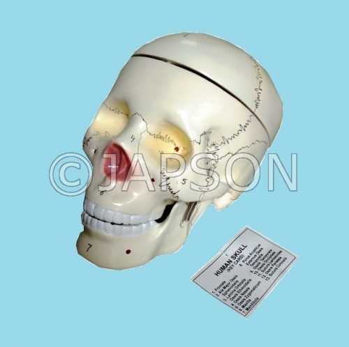 Human Model - Skull, 3 Parts
