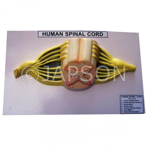 Human Model - Spinal cord
