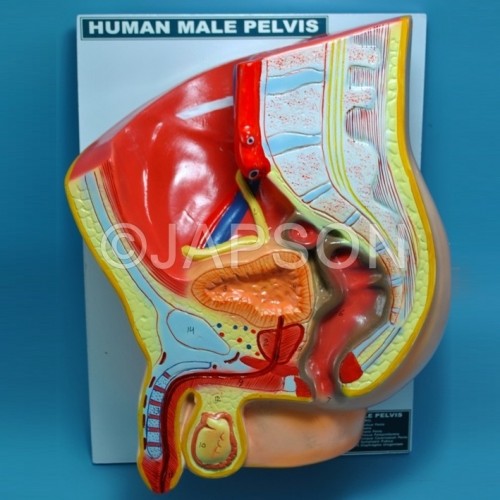 Human Model, Pelvis Male