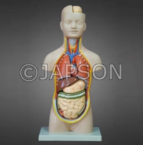 Human Torso Model, Mini