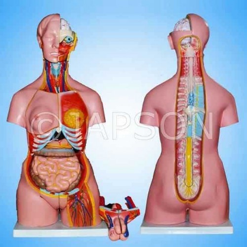 Human Torso with Interchangable Sex Organs, Muscles and Open Back, 23 Parts