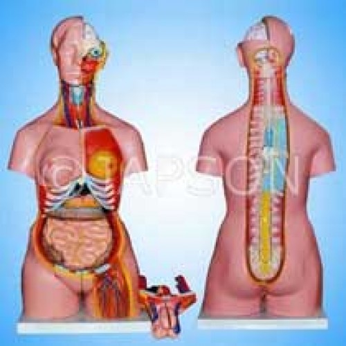 Human Torso with Interchangable Sex Organs, Muscles and Open Back, 23 Parts