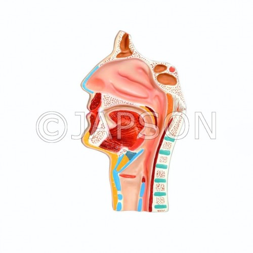 Model, Human Nose (Nasal - Throat Anatomy)