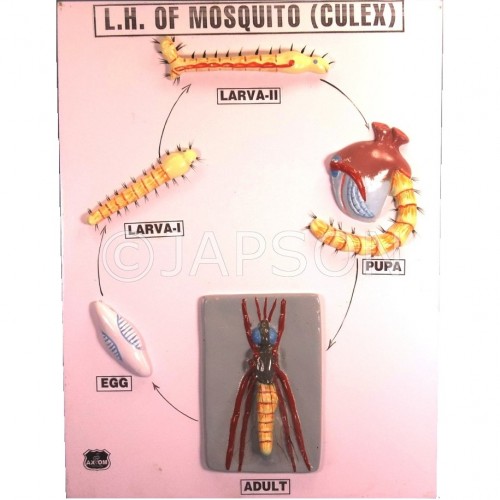 Model, Life History of Mosquito