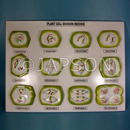 Model, Plant Meiosis