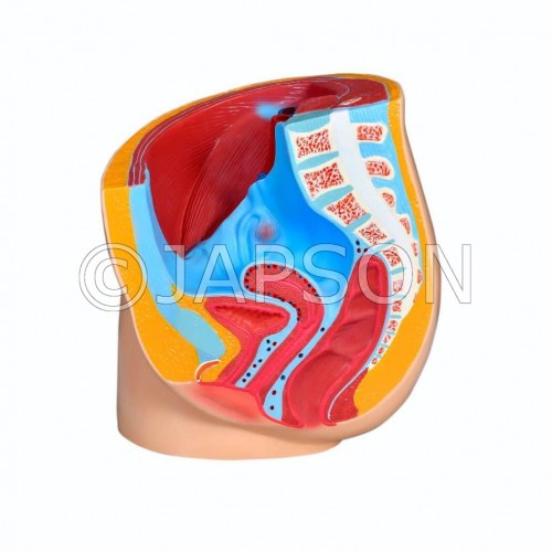 Model, Reproductive System, Female (Pelvic Anatomy)