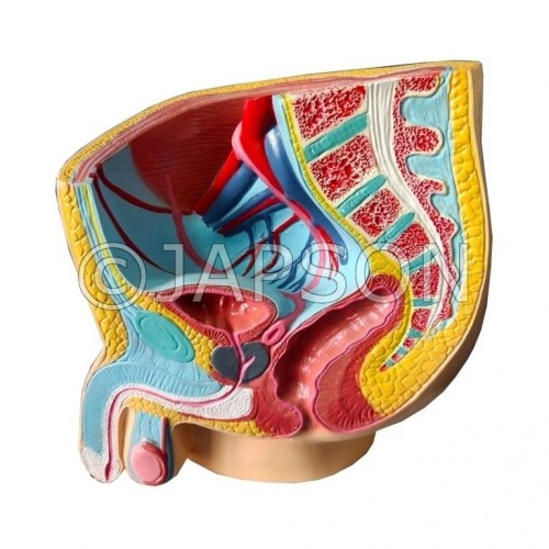 Model, Reproductive System, Male