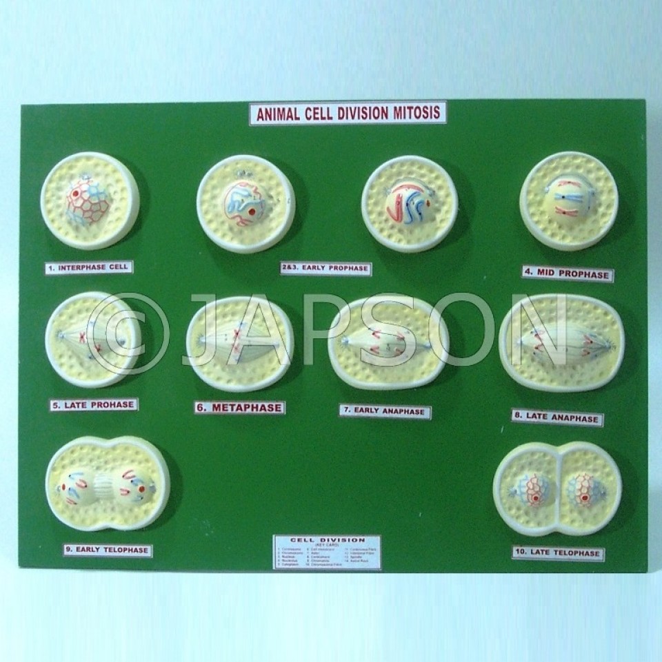 Model, Animal Mitosis - Zoology and Botany Models - Biology Lab Products -  Products