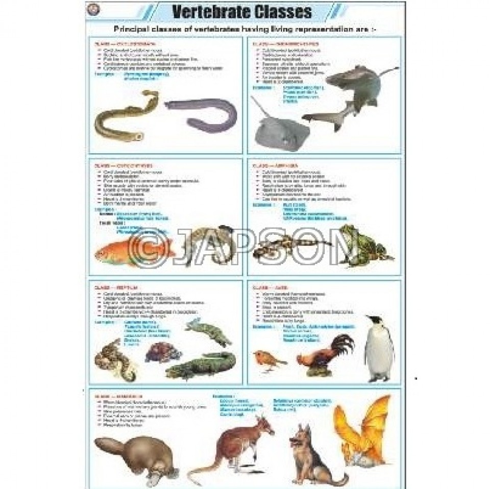 Vertebrate Classes Chart, Zoology, School Education - Charts - General Lab  Products - Products